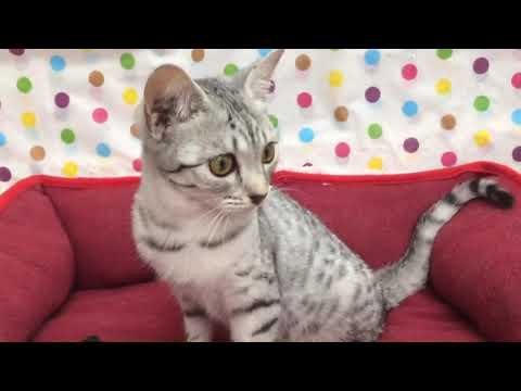 Coo&RIKU　No443913　エジプシャンマウ