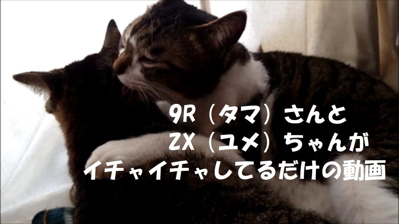 【猫】猫がただイチャイチャしているだけの動画