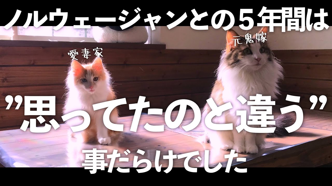 想像を遥かに超える６匹のノルウェージャンフォレストキャットとの５年間でした。