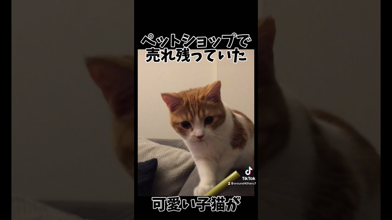 我が家のわがままボディ猫の成長【スコティッシュフォールド】