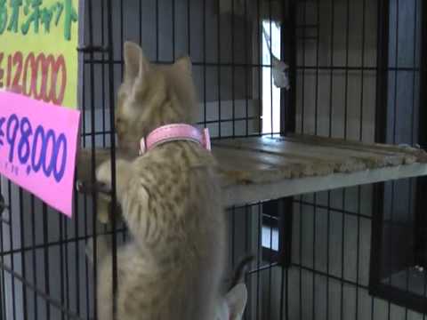 （オシキャット）№４１５，４１６，４１７（ペットショップスズキ）