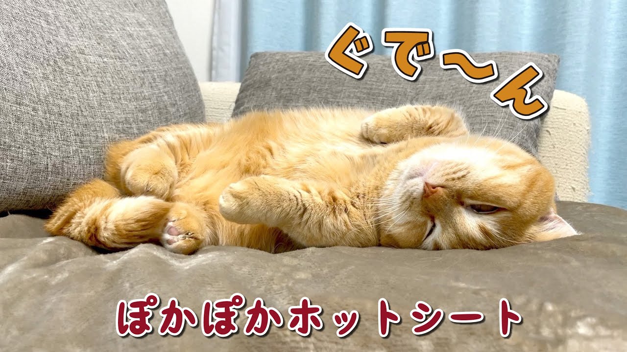 寒がりの愛猫にホットシートを買ったら溶けちゃいました！