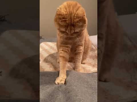 Cute Brown Cat