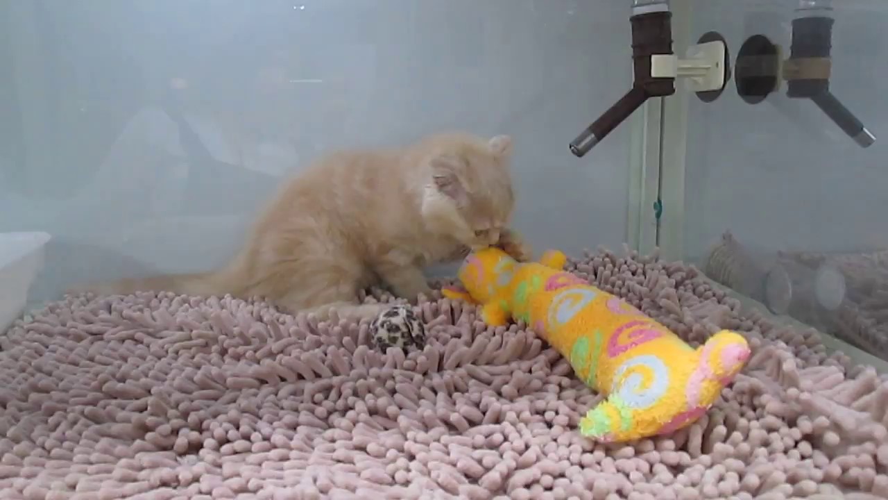 ｽｺﾃｨｯｼｭﾛﾝｸﾞﾍｱ♀20180510