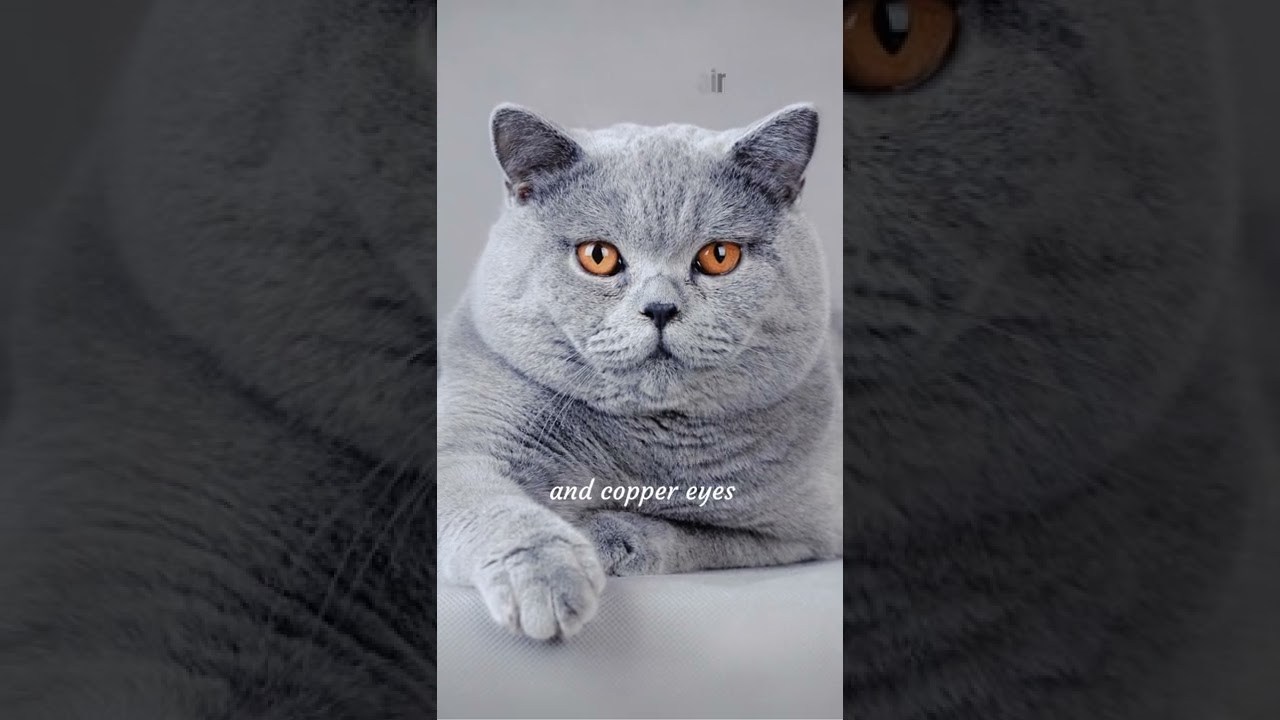 10 🐱 Cat Breeds That Have Blue Colored Coats #shorts