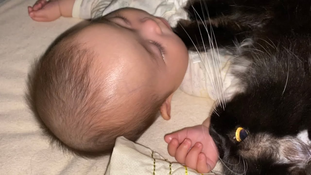 いつも飼い主にくっついている猫　ラガマフィンA cat that is always close to its owner. Ragamuffin.