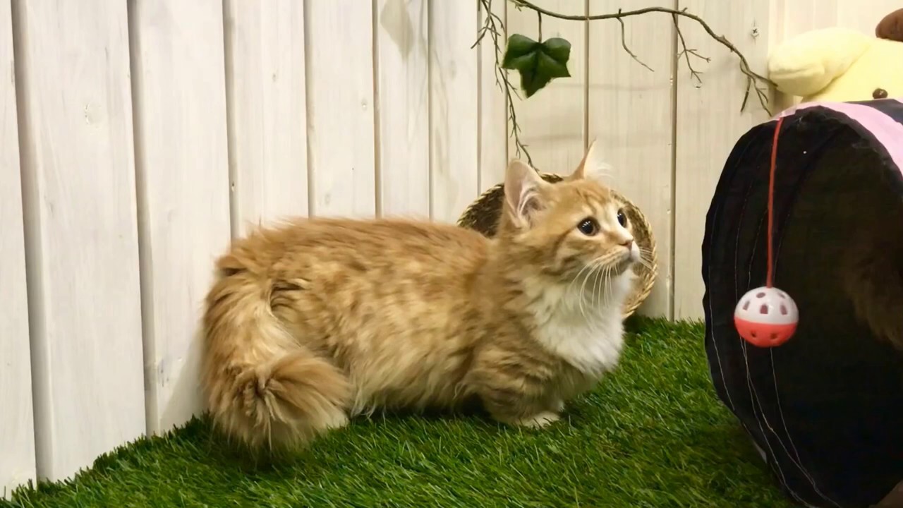 【ナナハチ’s ROOM】極短マンチカンロングヘア☆レッドタビーの女の子 20191030