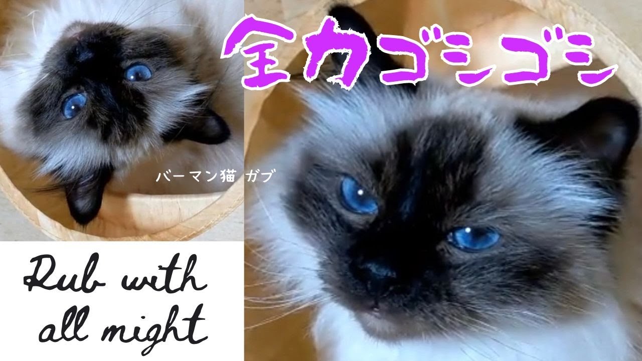 待った甲斐があるニャ【全力ゴシゴシ】Rub with all might（バーマン猫）Birman/Cat