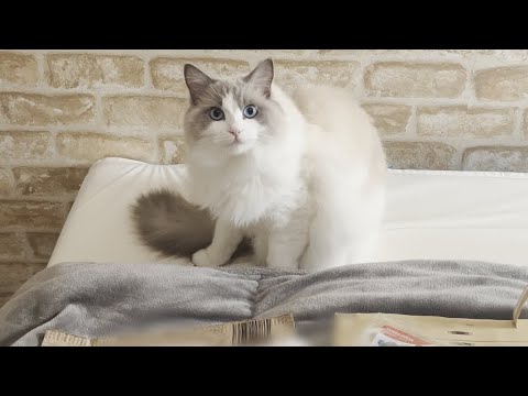 ファンから届いたプレゼントに鳴きながら喜ぶラグドール猫がこちらです【かわいい】