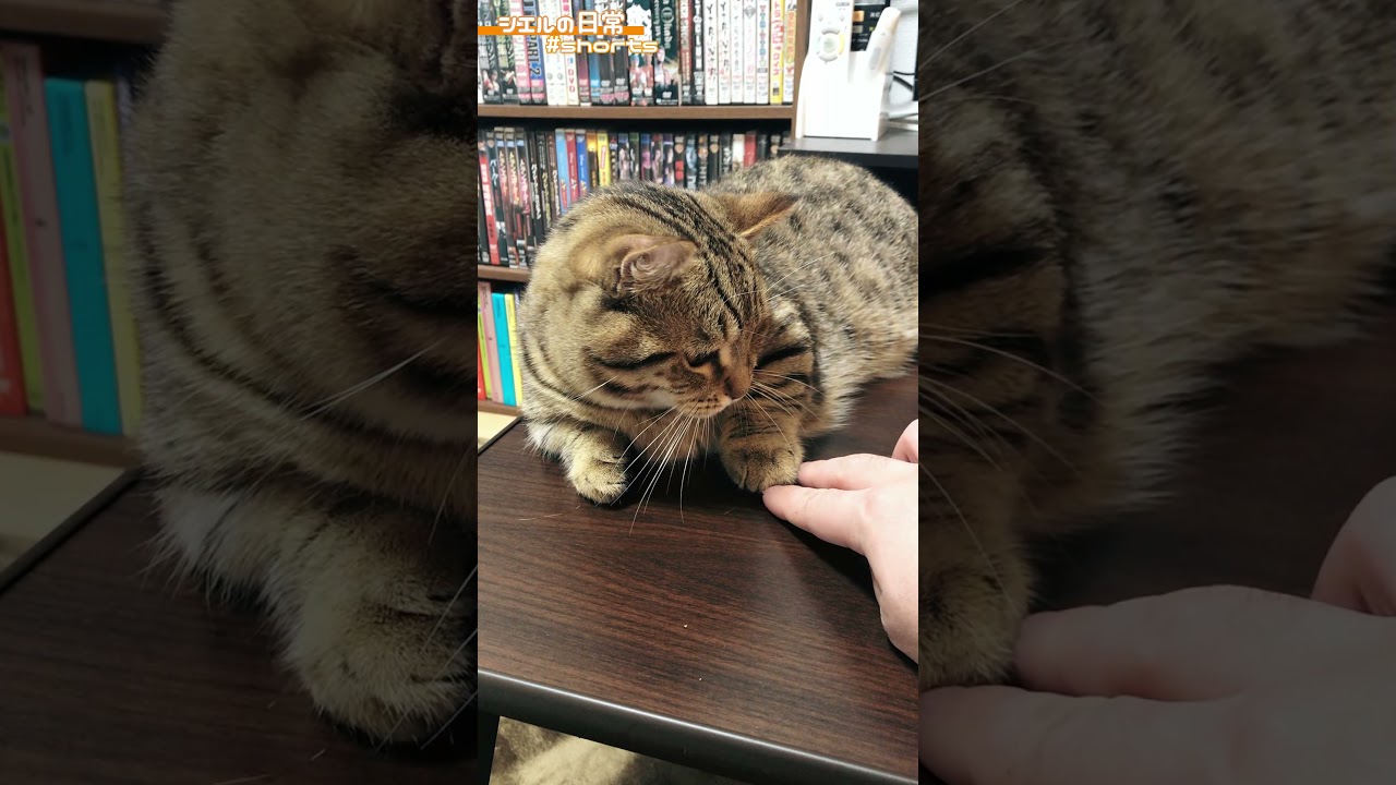 飼い主の手を冷めた目で見るシエル君ｗ　/キンカロー　マンチカン×アメリカンカール　#Shorts