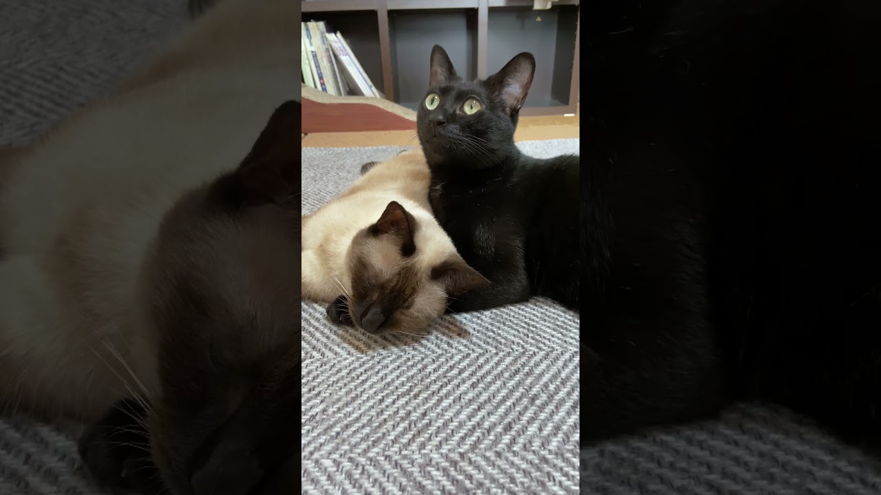 気づいた兄妹猫 - Sibling cats noticed it - #Shorts
