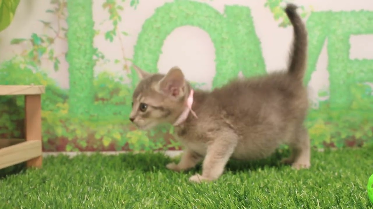 Coo&RIKU　No591104　アビシニアン