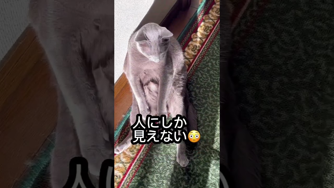 【ロシアンブルー】めろんの日向ぼっこが可愛すぎた！【猫】#shorts