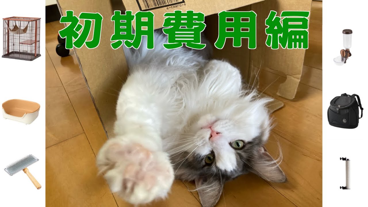猫と暮らすために掛かる費用〜初期費用編〜【メインクーン】