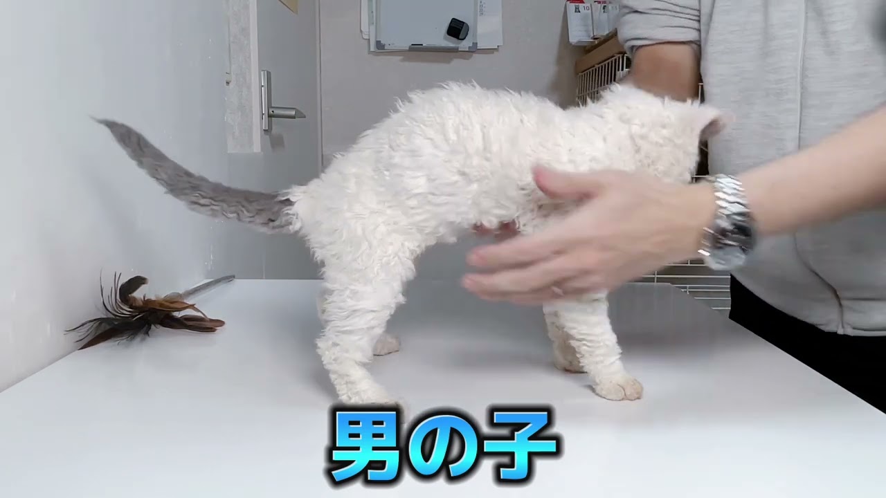 セルカークレックス（2022/6/19）