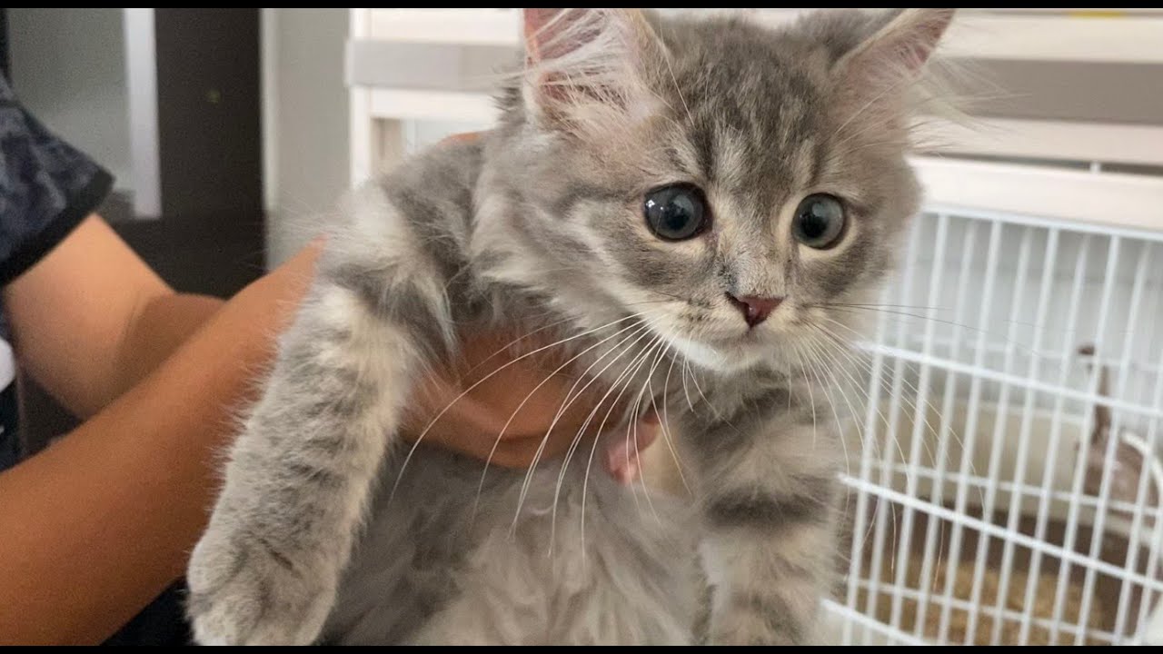 サイベリアンの子猫が想像以上に可愛い【お迎え初日】【サイベリアン】We just started to have a cat.