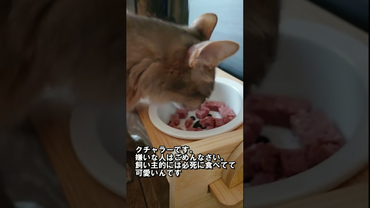 ソマリの咀嚼音をただただ聞く動画#shorts　#cat　#子猫　#ベンガル　#ソマリ　#猫のいる暮らし　#ASMR