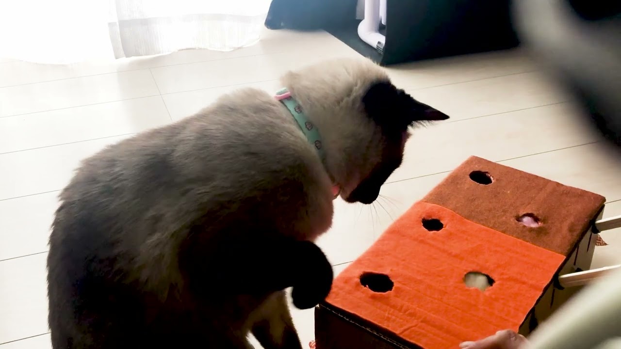 かわいい黒猫まめとシャム猫ててのおもちゃ作り