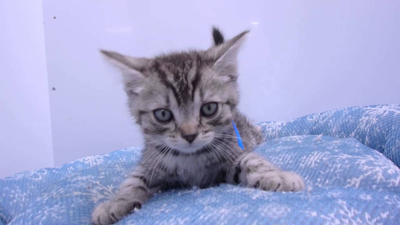 287902 アメリカンカール