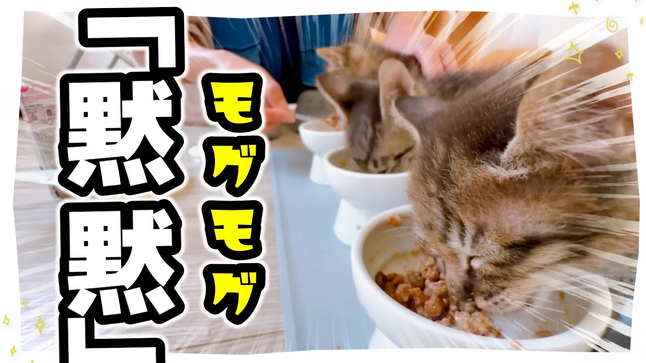 【子猫】バタバタバタバター元気いっぱい！食べる時はもくもく【保護猫生活40日目】
