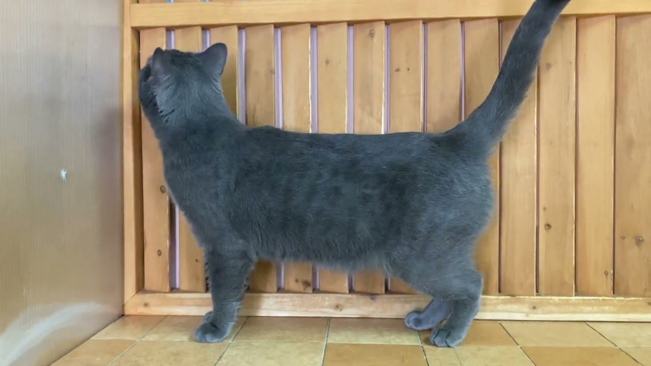 220804シャルトリューの男の子