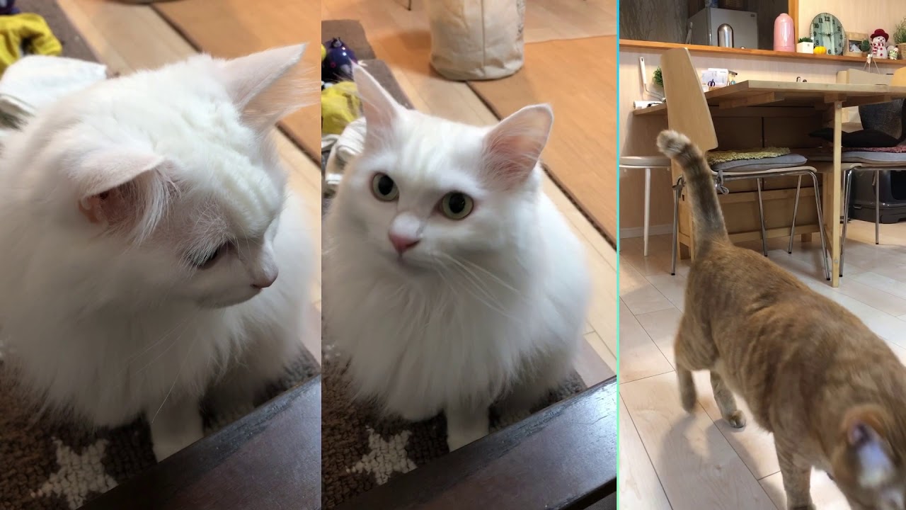 猫　cats ターキッシュアンゴラのルーちゃん