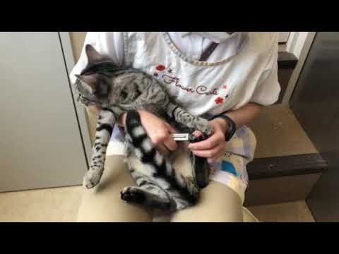 57940エジプシャンマウ