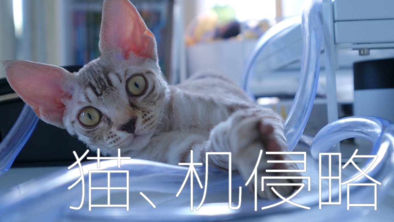 机を侵略したエイリアンキャット／デボンレックス
