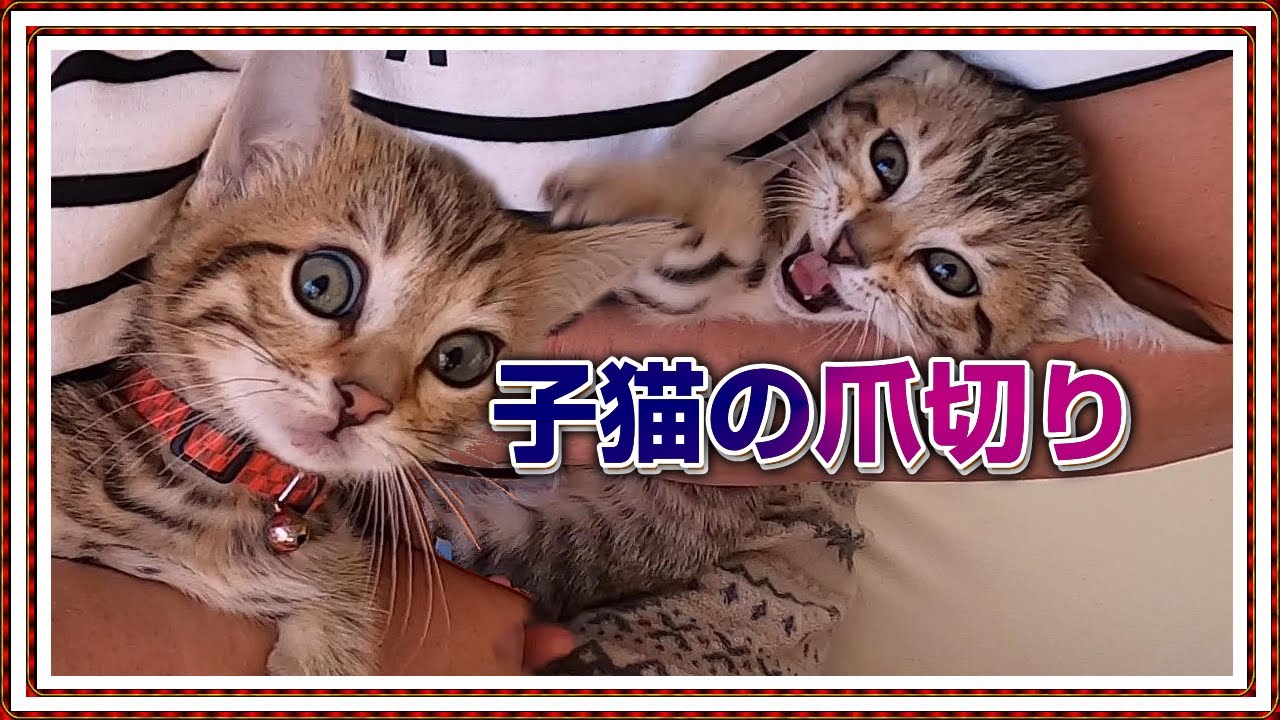 【猫の爪切り6匹一気に切る!! 】ベンガル/オシキャット/チートー【Cat lifeスローライフ 田舎暮らしvol.2】