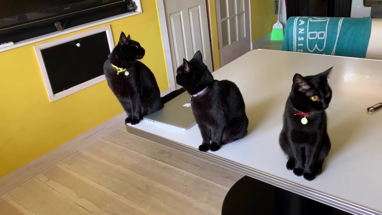 にぎやかな黒猫ボンベイファミリー