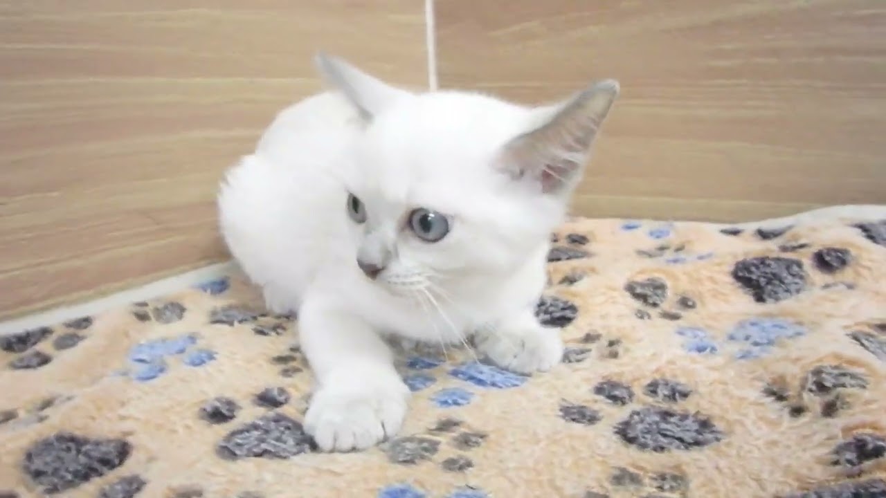 00603627 トンキニーズ