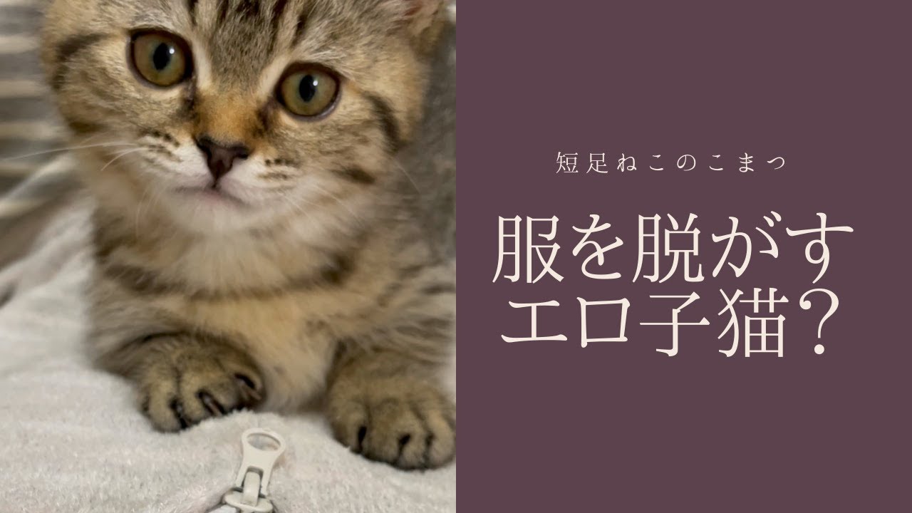 【短足仔猫】飼い主の服を脱がそうとしてくるエロ(？)子猫 #Shorts