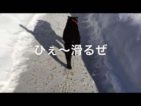 日本猫カナダの冬に挑戦