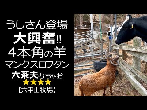 うしさんに興奮する４本角のひつじ【六甲山牧場】#shorts