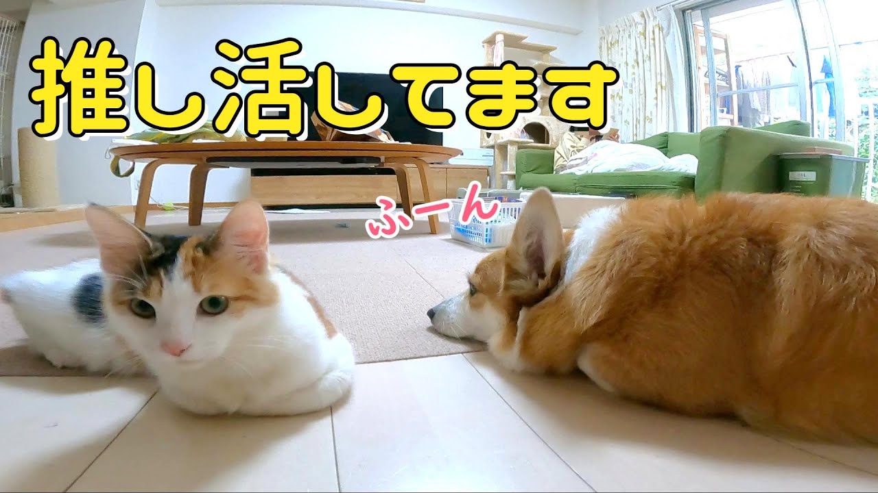 朝から推し活に励む飼い主たちです【コーギーとノルウェージャンフォレストキャット】