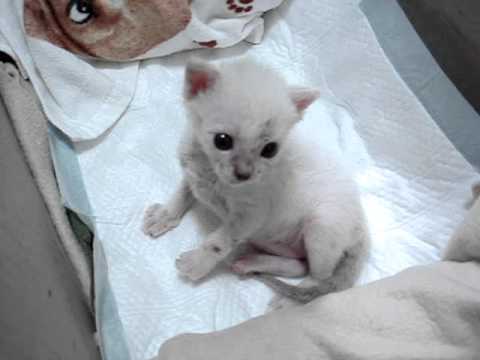 プリン生後３週間