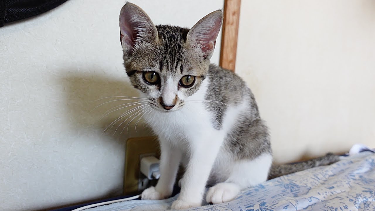 おやつの代わりにお薬出したら子猫に無視されます…涙