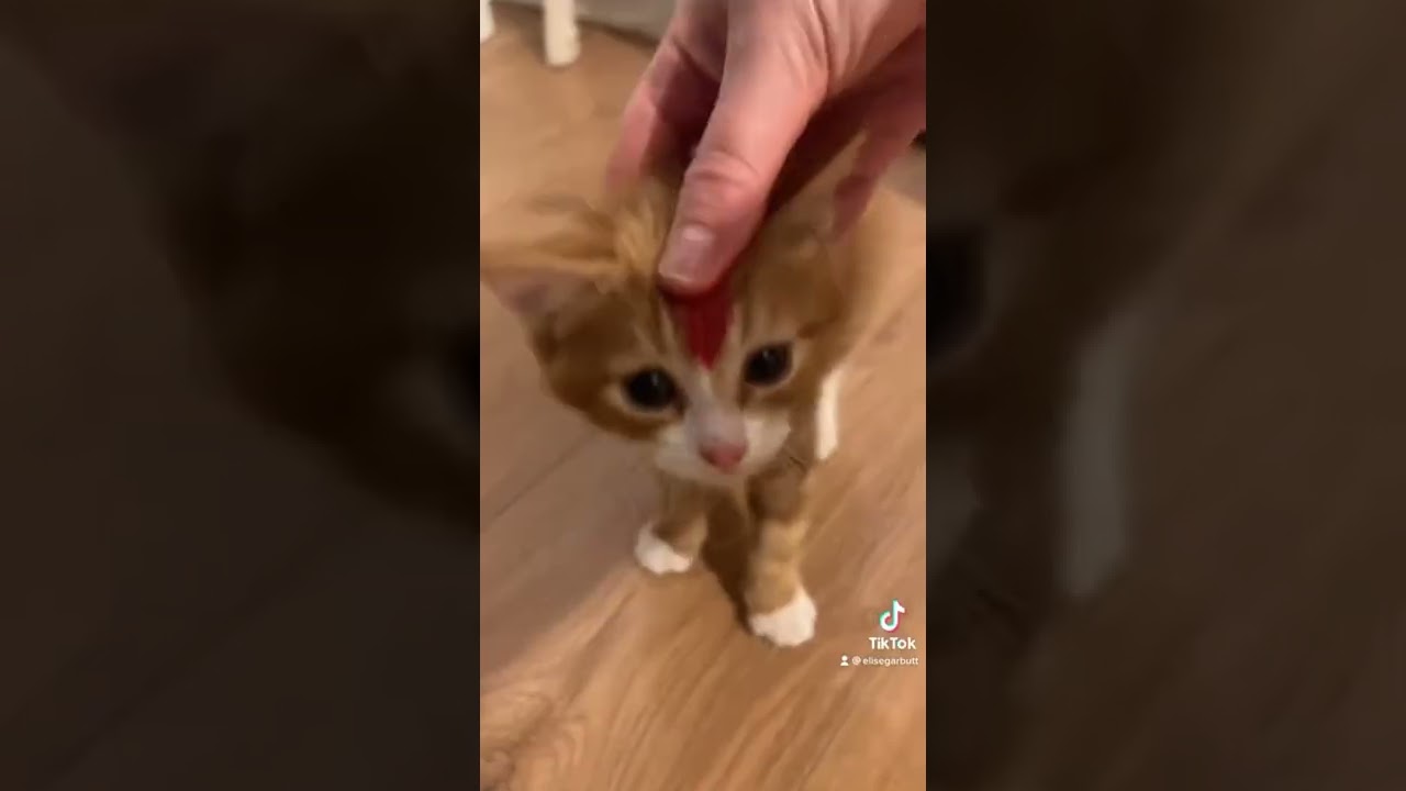 OMG 😱 Brown Cat