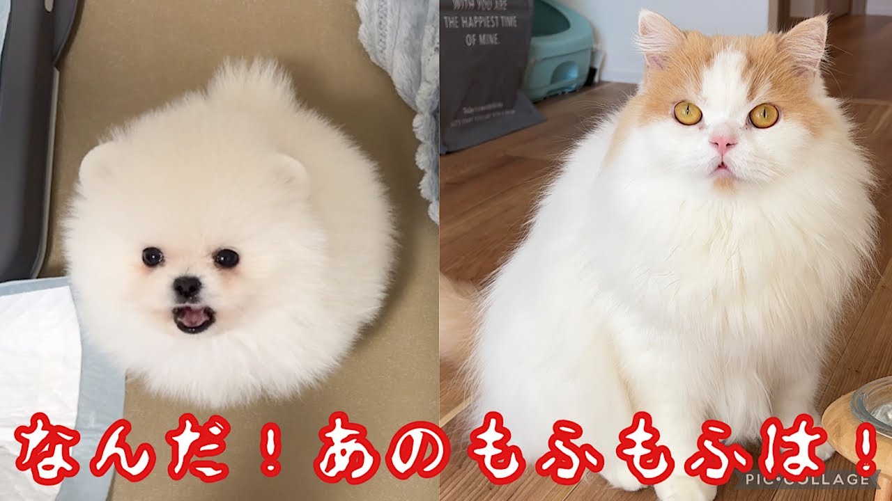 初めてケージ越しに愛猫と子犬を会わせたらこうなりましたw