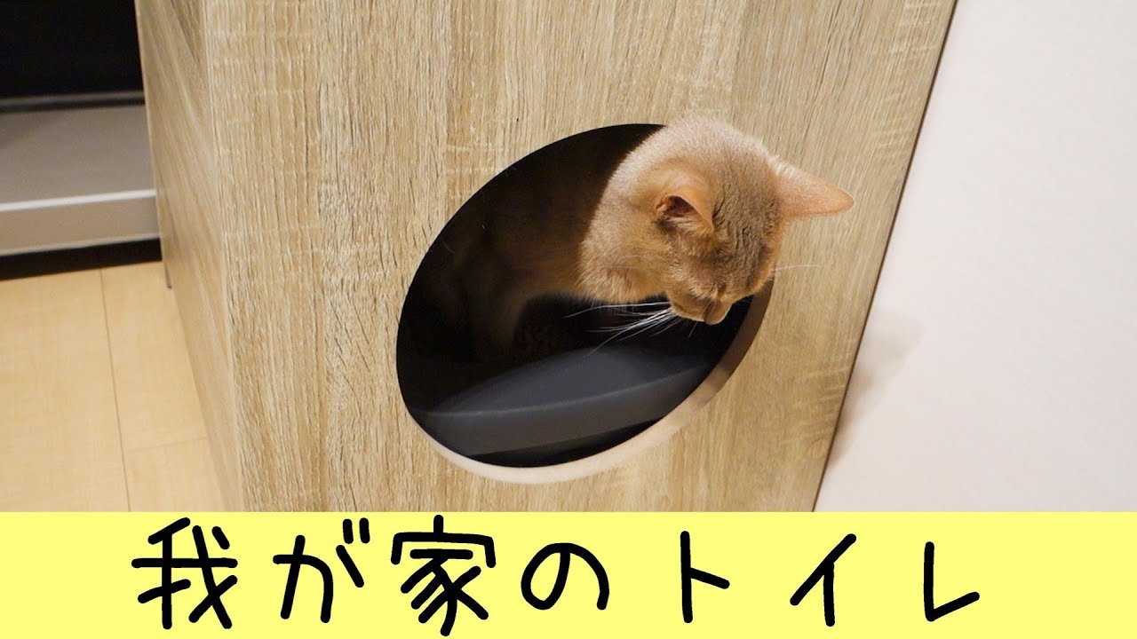 我が家の猫トイレ事情（アビシニアン）