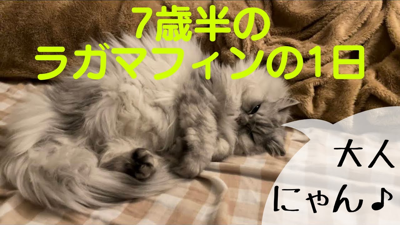 【猫品種 ラガマフィン】7歳半のラガさんの1日