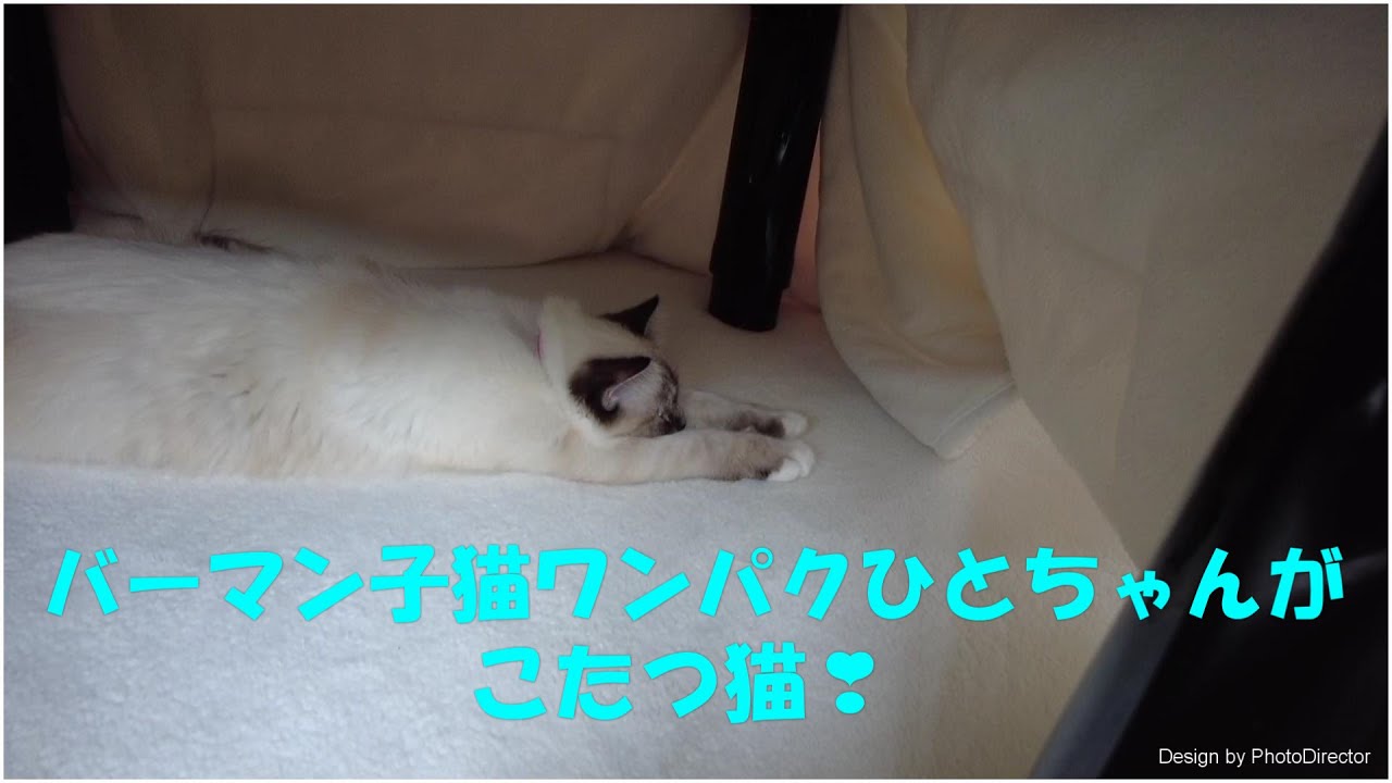 バーマン子猫　ワンパクひとちゃんがこたつ猫♡