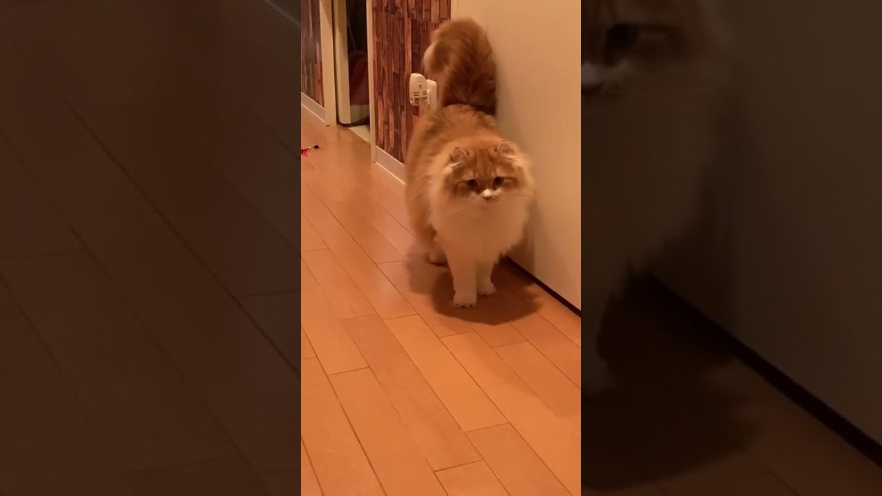 泣き虫な太っちょ猫ｗ #shorts  #猫 #アメリカンカール #cat
