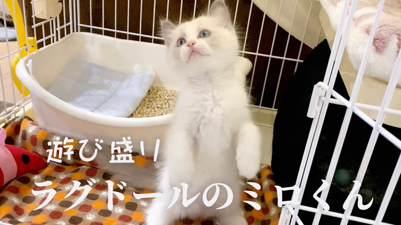 遊び盛り！ラグドールの子猫