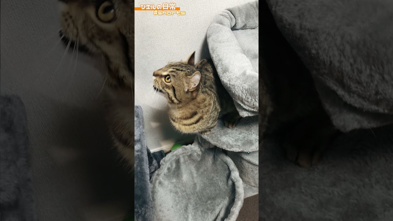 にゃーにゃー鳴いてるシエル君カワイイｗ　/キンカロー　マンチカン×アメリカンカール　#Shorts