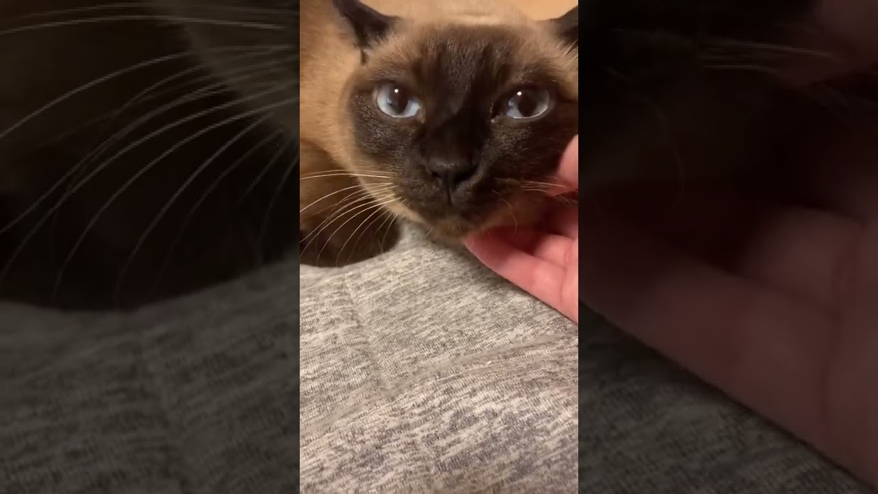 青い目が綺麗なシャム猫