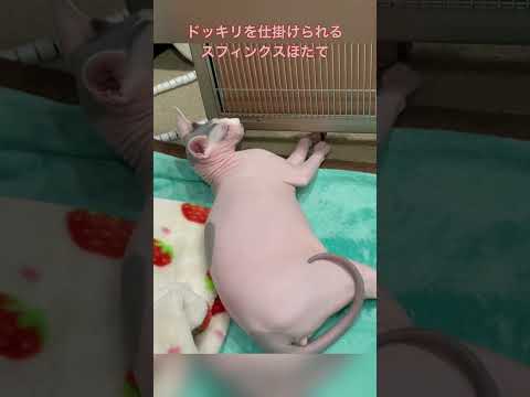 【切り抜き】スフィンクス猫にドッキリをしかけてみた