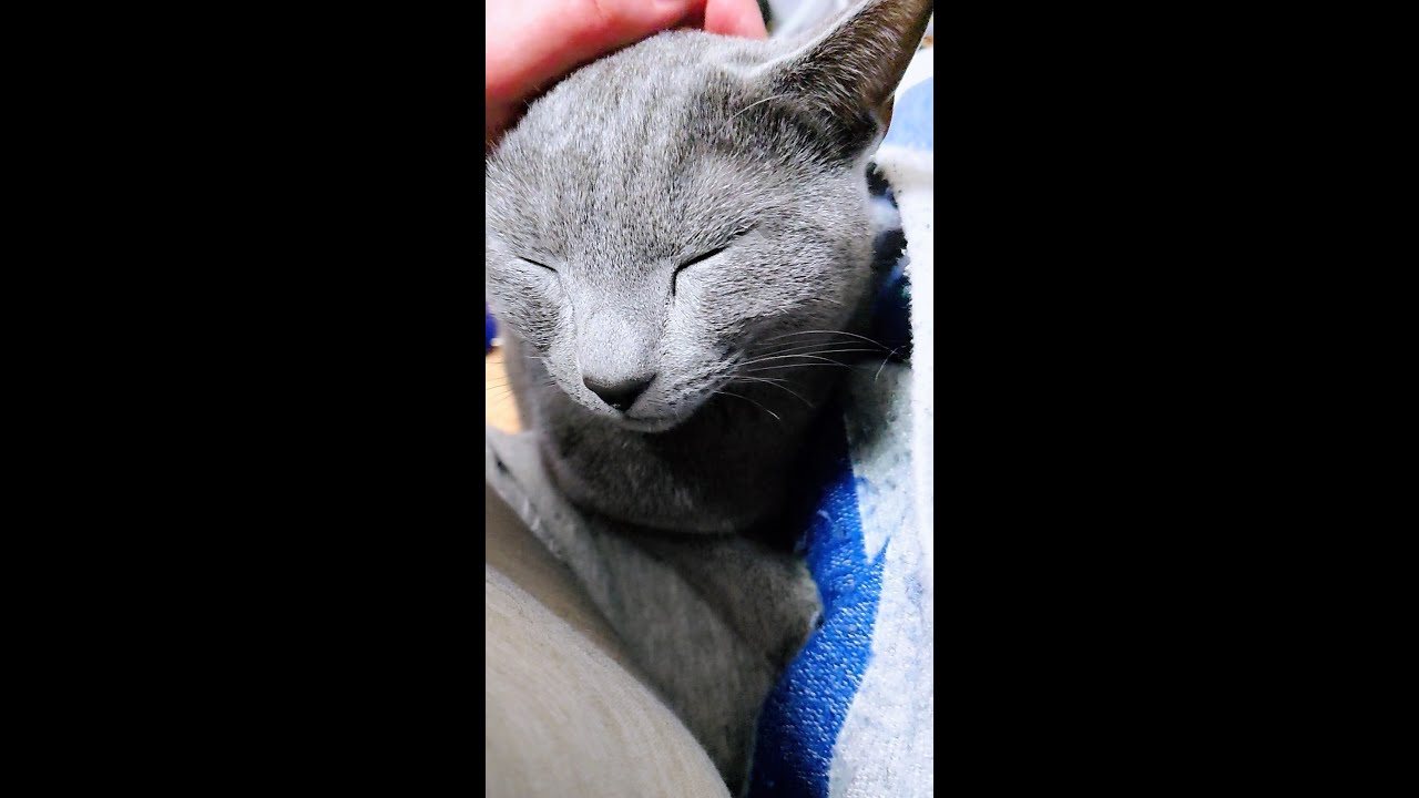 【猫動画】かまって欲しかったロシアンブルーのリリーちゃん【russianblue】Russian blue I wanted you to catch