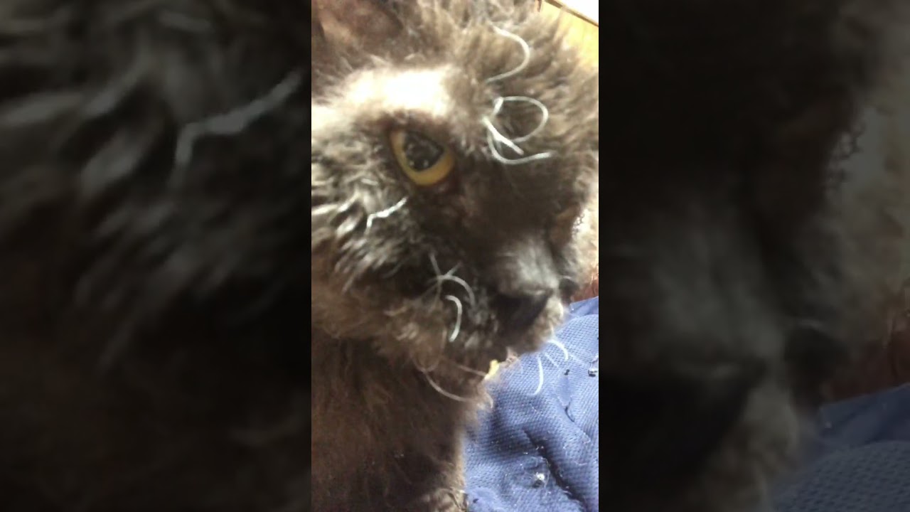 飼い主のお腹をモミモミするセルカークレックスのシュワン