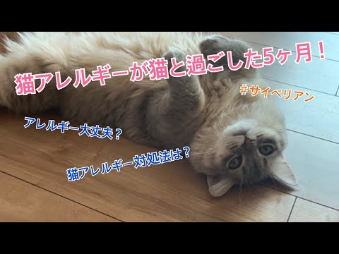 ♯21猫アレルギーが猫を飼い始めて5ヶ月！症状は？
